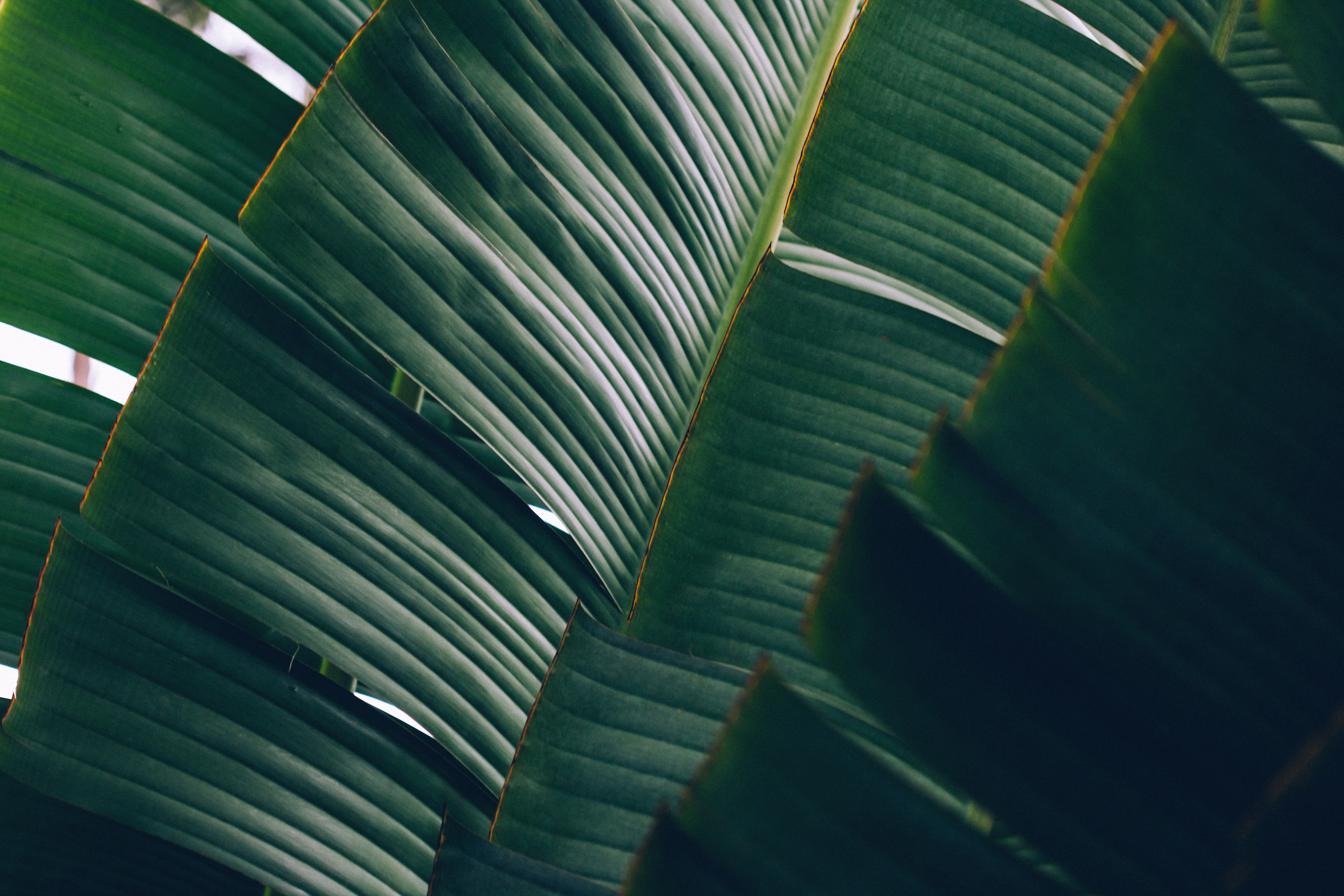 Tropical banana palm leaf