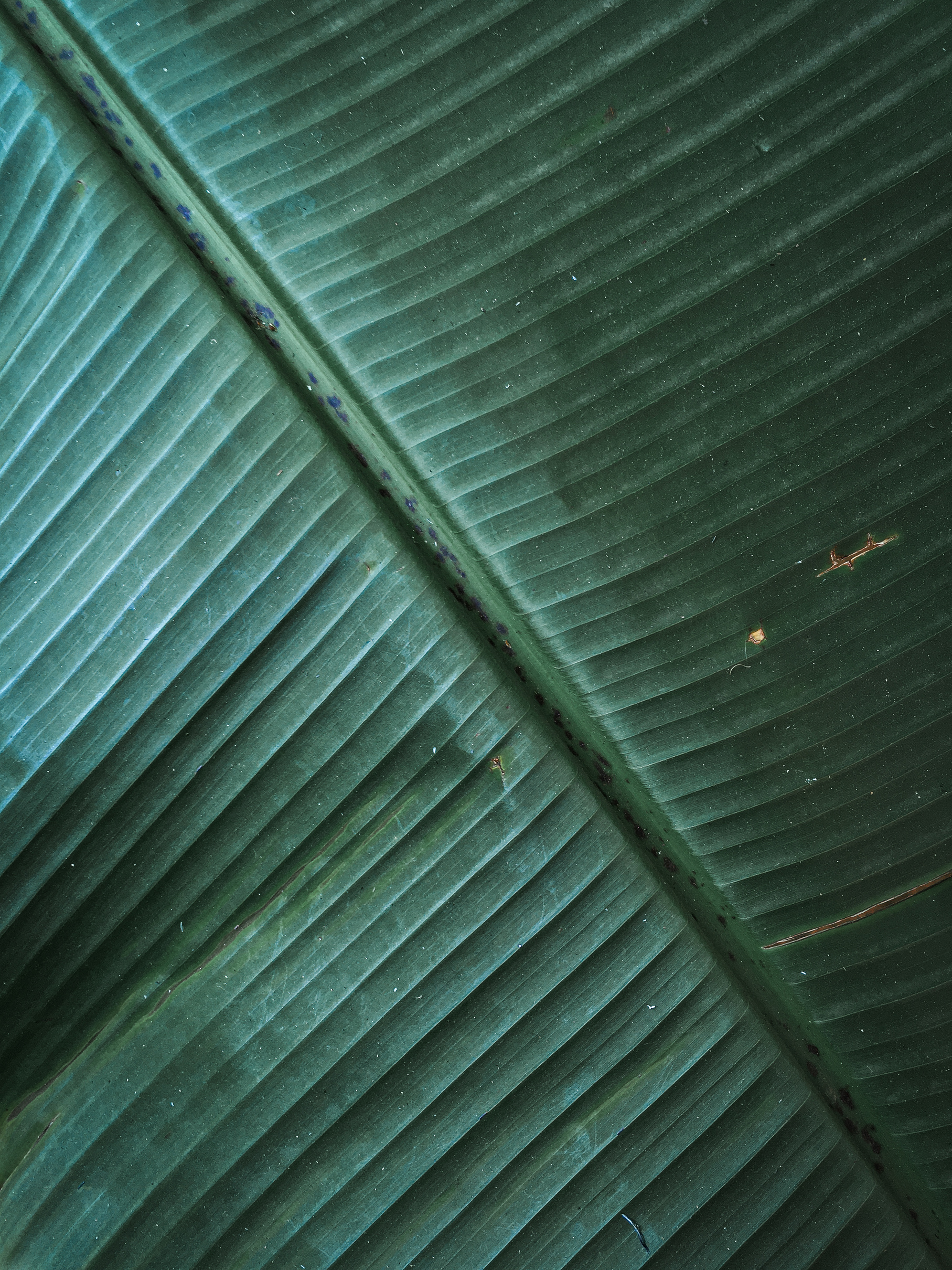 Close-up Photography Of A Banana Leaf